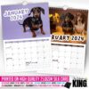 🤣Cheeky Dachshunds - 2024 Wall Calendar