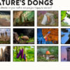 😆FUNNIEST CALENDAR OF THE CENTURY | 2025 Nature Funny Adult Shaped Pics Calendar