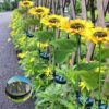 SOLAR SUNFLOWER OUTDOOR GARDEN LIGHT