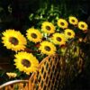 SOLAR SUNFLOWER OUTDOOR GARDEN LIGHT