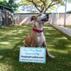 2025 Pooping Pooches Dog Calendar