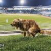 2025 Pooping Pooches Dog Calendar