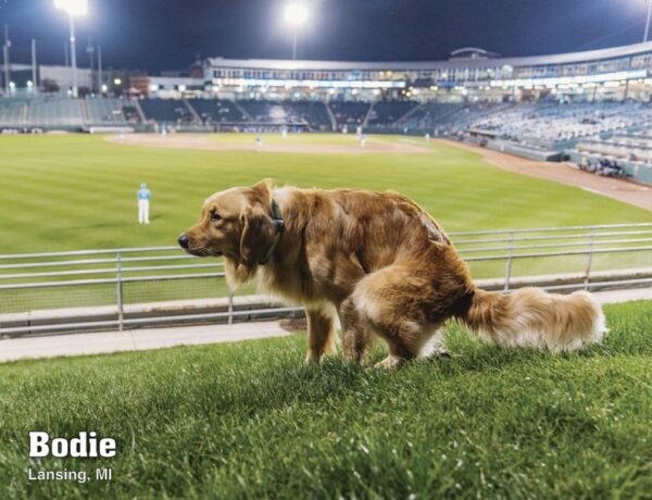 2025 Pooping Pooches Dog Calendar