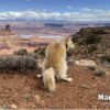 2025 Pooping Pooches Dog Calendar