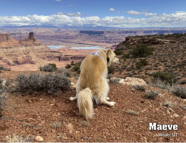 2025 Pooping Pooches Dog Calendar