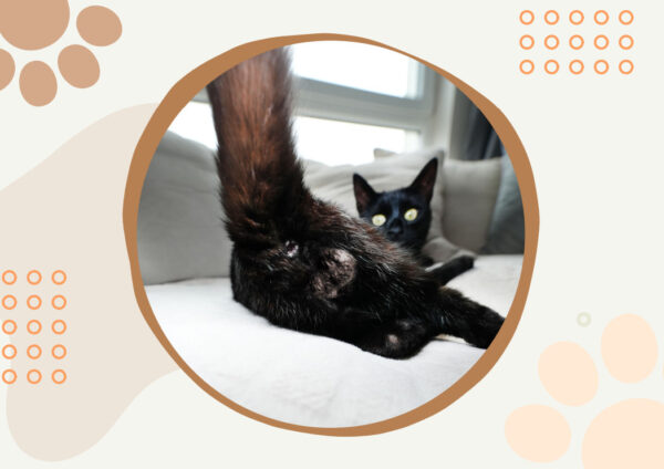 😆Funniest Calendar Of The Century | Funny Cat Calendar 2024
