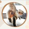 😆Funniest Calendar Of The Century | Funny Cat Calendar 2024