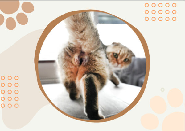 😆Funniest Calendar Of The Century | Funny Cat Calendar 2024