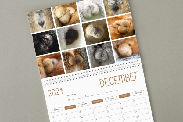 😆Funniest Calendar Of The Century | Funny Cat Calendar 2024