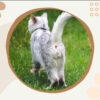 😆Funniest Calendar Of The Century | Funny Cat Calendar 2024