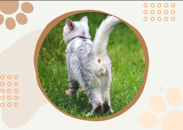 😆Funniest Calendar Of The Century | Funny Cat Calendar 2024